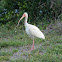 American White Ibis