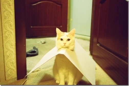 strange-cats-expain-that-6