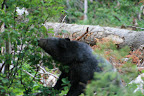 glacier_national_park_-_2009