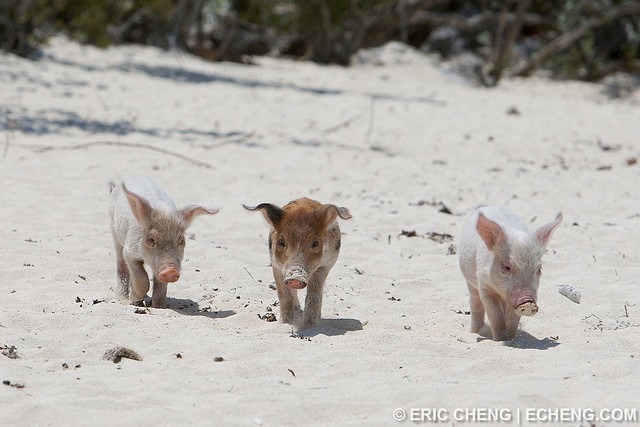  pequeñas curiosidades  - Página 2 Pigs-of-bahamas-3%25255B9%25255D