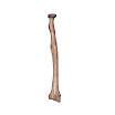 radius_right_female.jpg