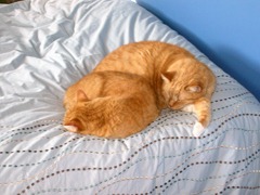 [cats%2520as%2520spoons%255B4%255D.jpg]