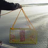 Our first drop of the crab trap.jpg
