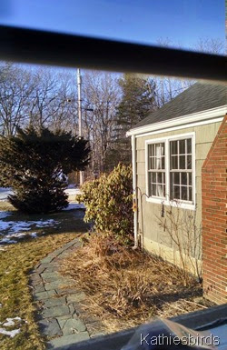 finch feeder 1-21-15 finch feeder 1-21-15