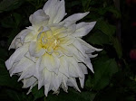 100_3994.JPG