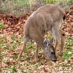 IMG_5962.jpg