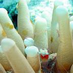 Anemone shrimp (Cabilao)