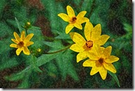 AE-WatercolorSponge-05-1200 AE-WatercolorSponge-05-1200