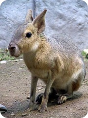 Patagonian mara animals animales patagonia mara