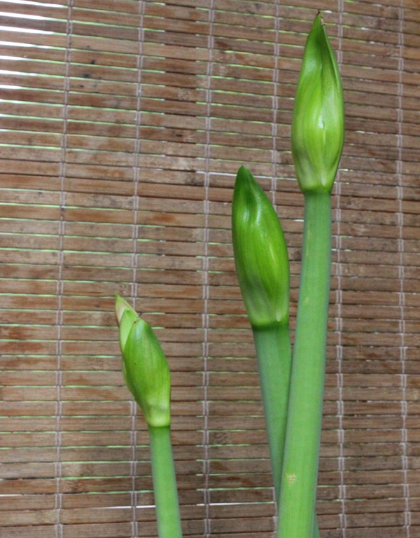 [IMG_6542%255B4%255D.jpg]