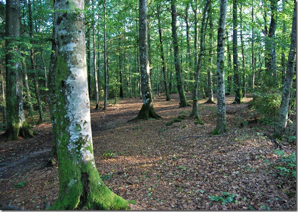 Tur i skogen sept 11 045