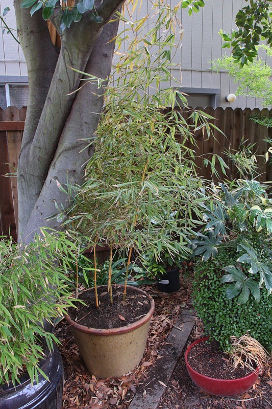 [120218_Phyllostachys-bambusoides-Castillon_06%255B4%255D.jpg]