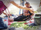 some olive harvest photos 001