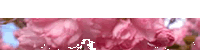 [aabkgTR-cherry-blossoms-200x50%253DBOTTOM%255B2%255D.gif]