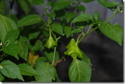 DSC_0984 DSC_0984