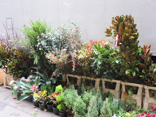 More plants are aligned outside of the store.