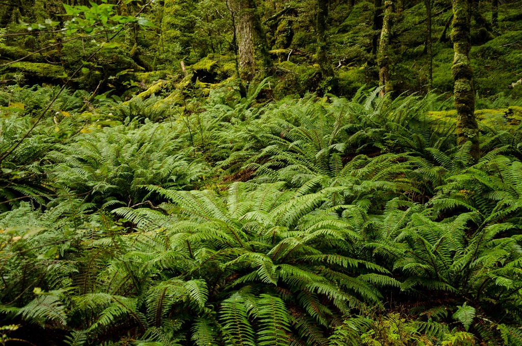 [Routeburn-927.jpg]