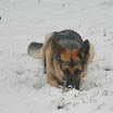 Dusty dans la neige!