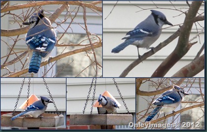 Blue Jay solo collage