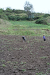 Tilling andPlanting in anticipation of the rains, Utcubamba Valley, Peru