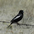 Lark.bunting.dscn2889