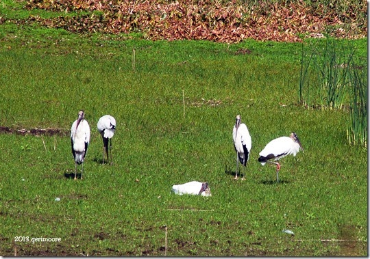 Myakka woodstorks 158