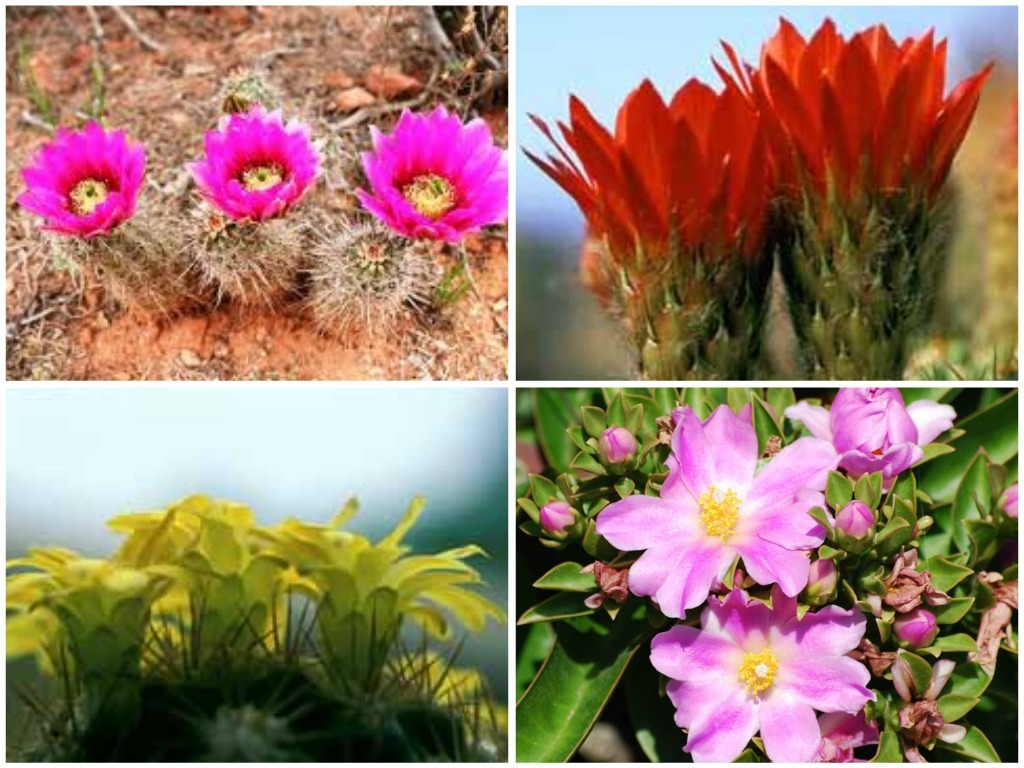 [Cactuscollage%255B5%255D.jpg]