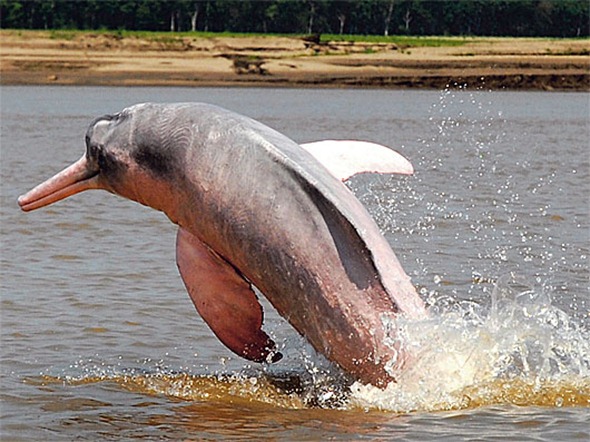 amazon-river-dolphin-leaping