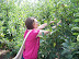Picking Apples
