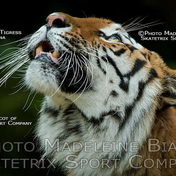 WILDLIFE PHOTO SHOW