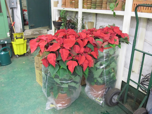 You may not be able to tell from this photo, but these red poinsettia plants are massive!
