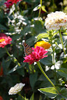 Martha told us about how monarch butterflies travel thousands of miles to Mexico.  I guess this one is tanking up for the journey.
