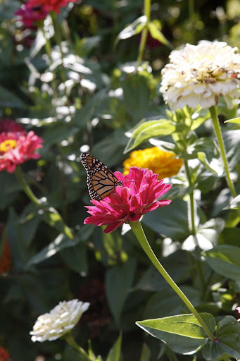 Martha told us about how monarch butterflies travel thousands of miles to Mexico.  I guess this one is tanking up for the journey.