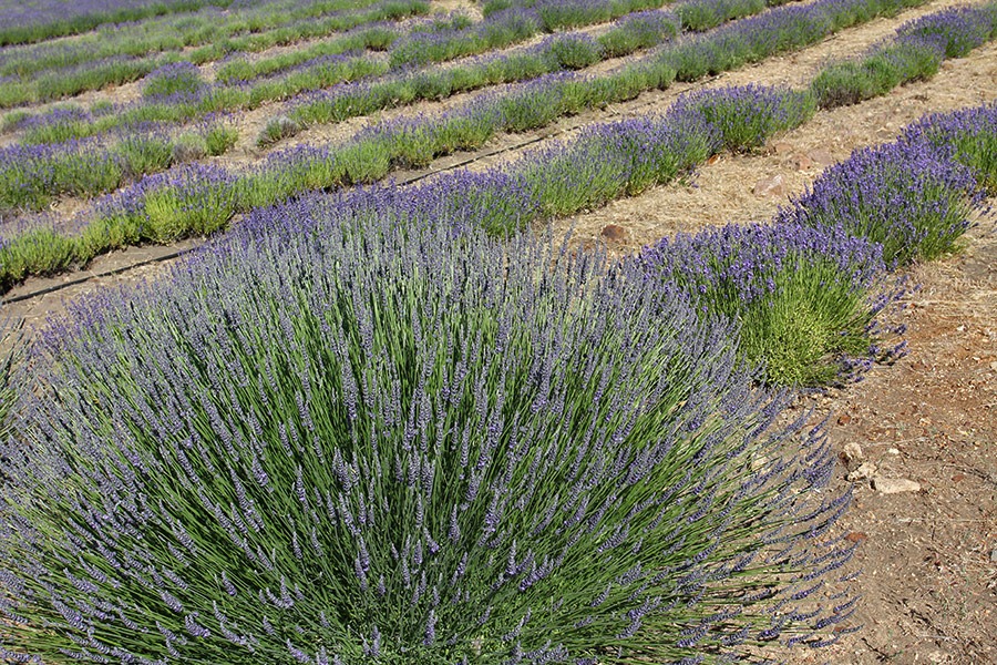 [110710_Mt_Shasta_Lavender_Farm_423.jpg]
