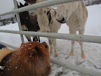 It's good to see that you're in no hurry to leave, G.K.  Why don't you come into our paddock and we can all make some snow angels?17