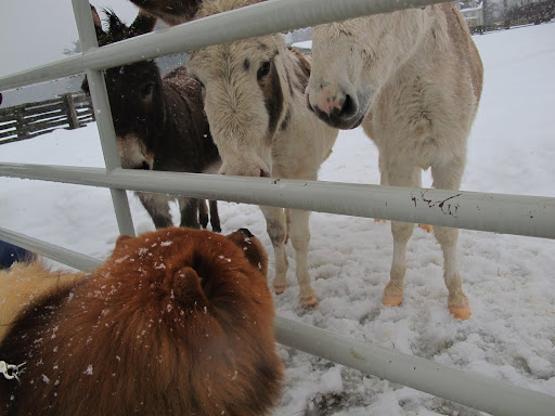 It's good to see that you're in no hurry to leave, G.K.  Why don't you come into our paddock and we can all make some snow angels?17