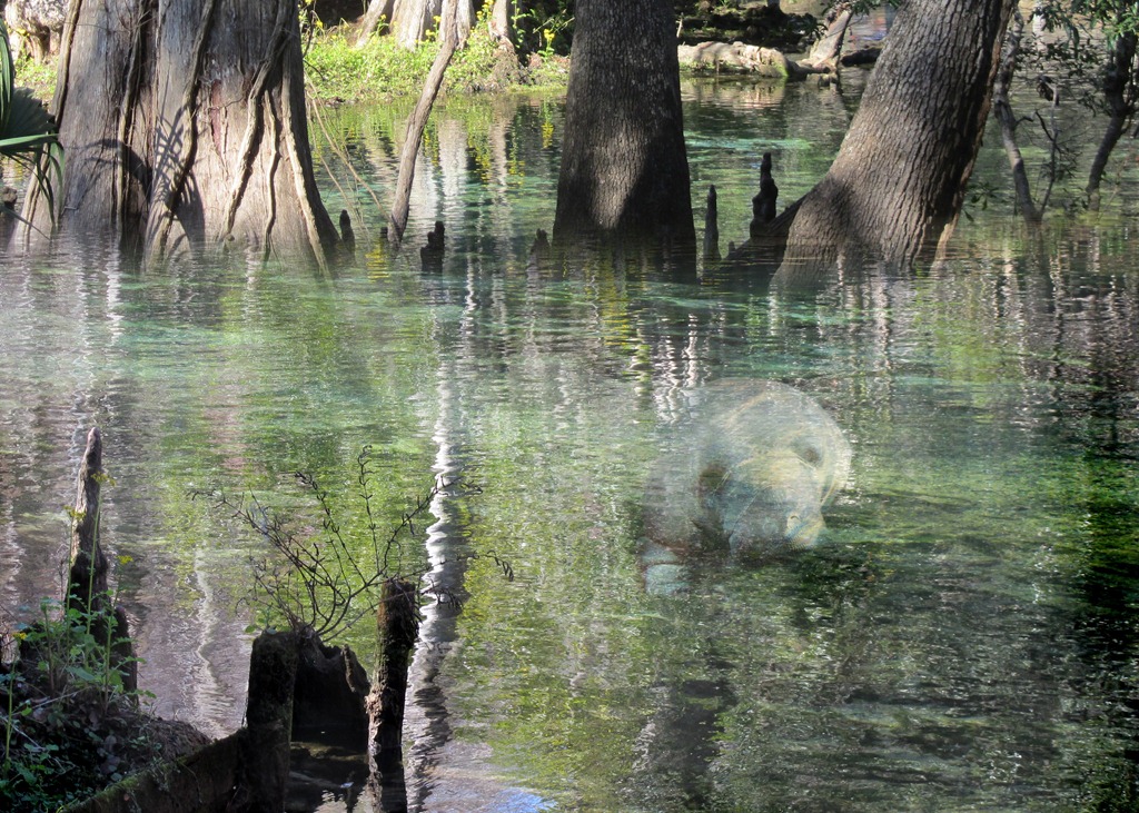 [Wk%25205%2520Manatee%2520Springs%2520w%2520Manatee%2520Art%2520LO_ed%25202%255B5%255D.jpg]