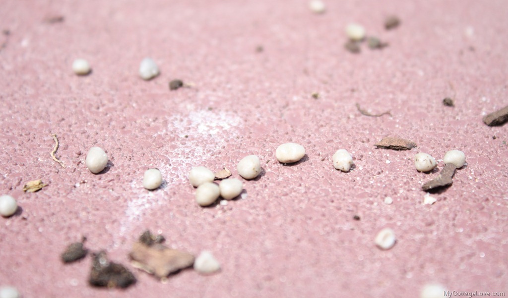 [gecko%2520eggs%255B9%255D.jpg]
