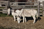 Like so many others, we love these easygoing and gentle creatures.