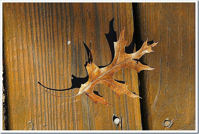 leaves-public-domain-pictures-1 (18) leaves-public-domain-pictures-1 (18)