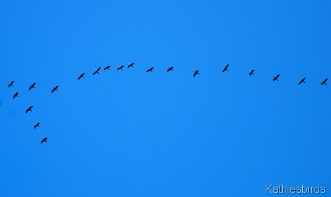 13. cormorants-kab 13. cormorants-kab