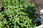 And to go with all of those great tomatoes, I will pick lots and lots of fragrant basil.