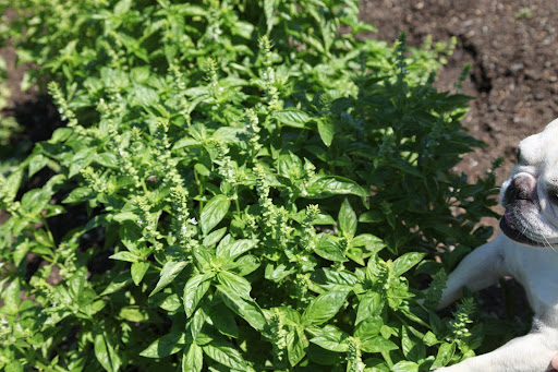 And to go with all of those great tomatoes, I will pick lots and lots of fragrant basil.