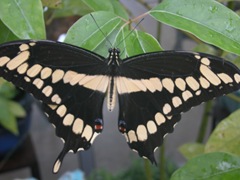 dscn0267