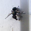 Fruit Fly