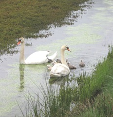 swan at edge of water5