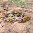 Chinese beauty snake
