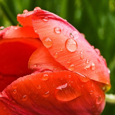 Tulip