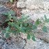 Img_20110703_155603