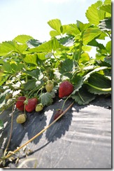 Strawberry Picking May 2011 05